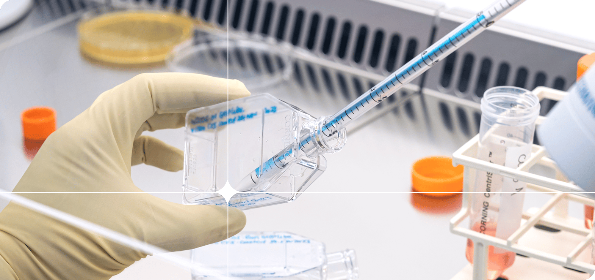 Cellistic Process Development