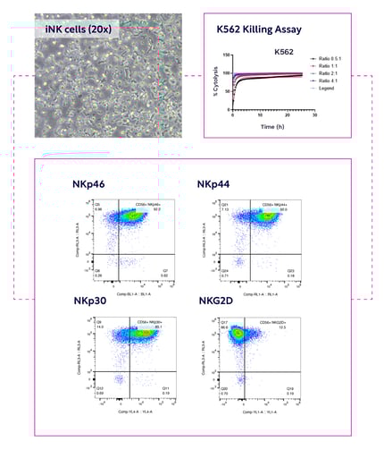 NK-cells-1