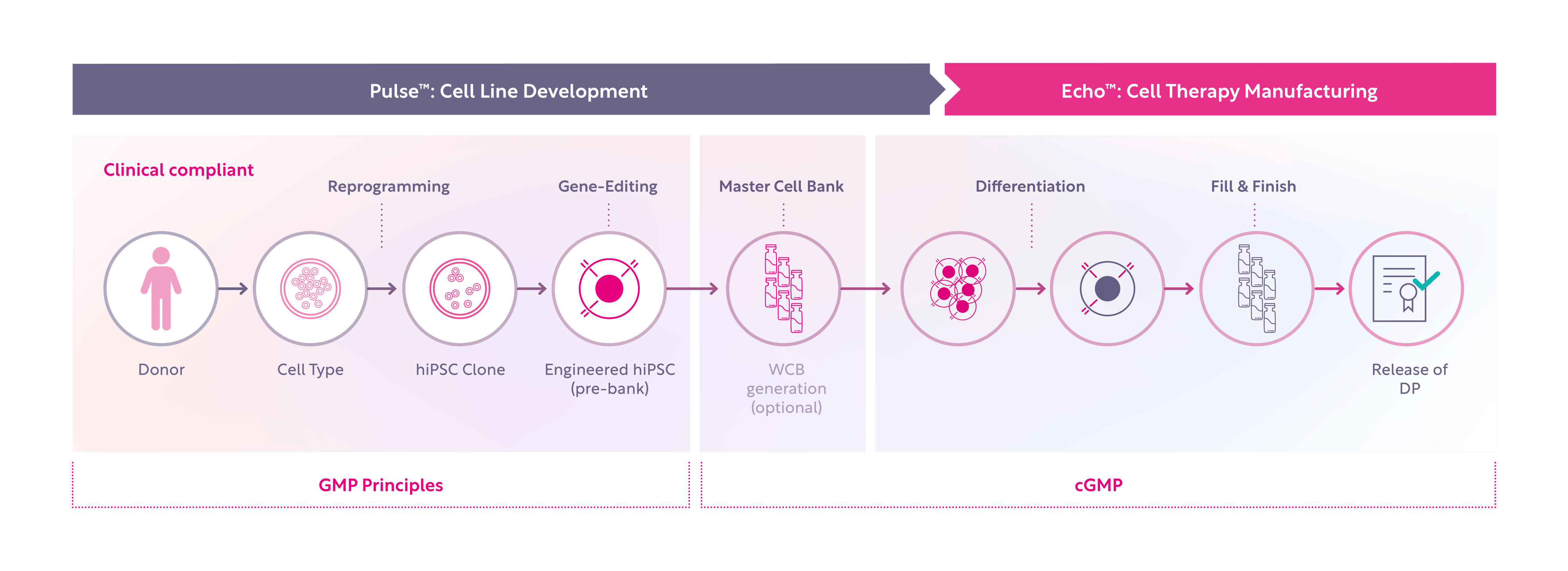 GMP Principles in iPS Cell Line Development: A Key Foundation for ...