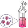 T cell activation and expansion