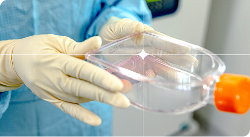 Cellistic Allo Chassis Cellistic Allo Chassis