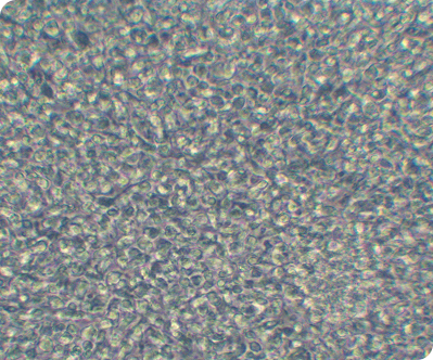 Echo T-Cell (Large)